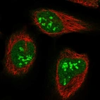 Immunofluorescent staining of human cell line U-2 OS shows localization to nucleus & nucleoli.