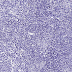 Immunohistochemical staining of human lymphoid tissues shows no positivity in non-germinal center cells as expected.