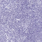 Immunohistochemical staining of human lymphoid tissues shows no positivity in non-germinal center cells as expected.