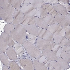 Immunohistochemical staining of human skeletal muscle shows low expression as expected.