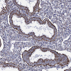 Immunohistochemical staining of human endometrium shows strong granular cytoplasmic positivity in glandular cells.
