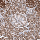 Immunohistochemical staining of human pancreas shows moderate to strong cytoplasmic positivity in exocrine glandular cells.