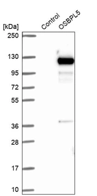 Western blot analysis in control (vector only transfected HEK293T lysate) and OSBPL5 over-expression lysate (Co-expressed with a C-terminal myc-DDK tag (~3.1 kDa) in mammalian HEK293T cells, LY407938).