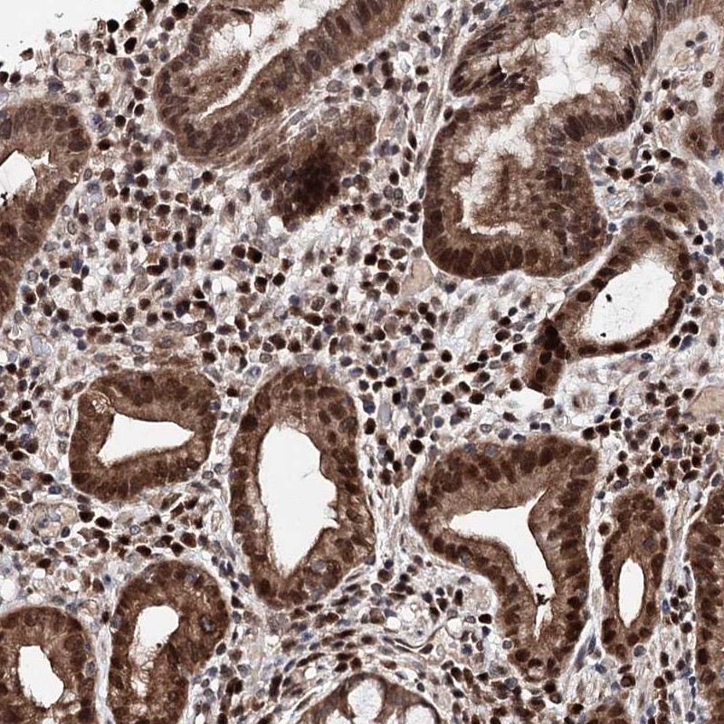 Anti-C12orf45 Antibody