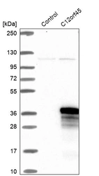 Western blot analysis in control (vector only transfected HEK293T lysate) and C12orf45 over-expression lysate (Co-expressed with a C-terminal myc-DDK tag (~3.1 kDa) in mammalian HEK293T cells, LY407644).