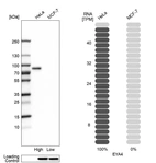 Western blot analysis in human cell lines HeLa and MCF-7 using Anti-EYA4 antibody. Corresponding EYA4 RNA-seq data are presented for the same cell lines. Loading control: Anti-HSP90B1.