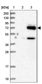 Anti-EYA4 Antibody