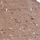 Anti-FUNDC1 Antibody