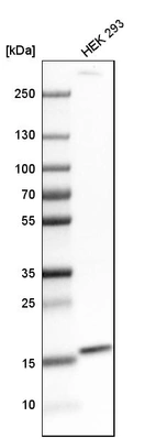 Western blot analysis in human cell line HEK 293.