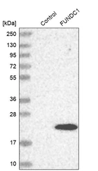 Western blot analysis in control (vector only transfected HEK293T lysate) and FUNDC1 over-expression lysate (Co-expressed with a C-terminal myc-DDK tag (~3.1 kDa) in mammalian HEK293T cells, LY406572).