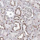 Immunohistochemical staining of human kidney shows nuclear positivity in cells in tubules.