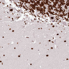 Immunohistochemical staining of human cerebellum shows nuclear positivity.