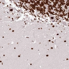 Immunohistochemical staining of human cerebellum shows nuclear positivity.