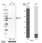 Western blot analysis in human cell lines Caco-2 and HeLa using Anti-PSPC1 antibody. Corresponding PSPC1 RNA-seq data are presented for the same cell lines. Loading control: Anti-GAPDH.