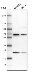 Western blot analysis in mouse cell line NIH-3T3 and rat cell line NBT-II.
