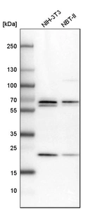 Western blot analysis in mouse cell line NIH-3T3 and rat cell line NBT-II.