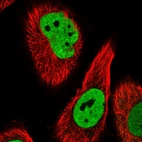 Immunofluorescent staining of human cell line U-251 MG shows localization to nucleoplasm.