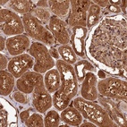 Anti-MCF2L2 Antibody