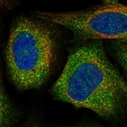 Immunofluorescent staining of human cell line U-2 OS shows localization to cytosol.