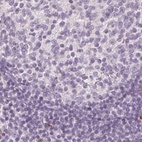 Anti-MAP1A Antibody