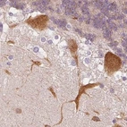 Immunohistochemical staining of human cerebellum using Anti-MAP1A antibody HPA039063.