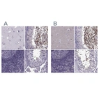 Immunohistochemical staining of human cerebral cortex, epididymis, lymph node and testis using Anti-ODF3 antibody HPA039241 (A) shows similar protein distribution across tissues to independent antibody HPA038919 (B).