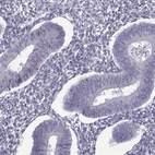 Immunohistochemical staining of human endometrium shows low expression as expected.