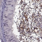 Immunohistochemical staining of human epididymis using Anti-ODF3 antibody HPA039241.
