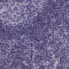 Anti-ODF3 Antibody