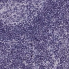 Immunohistochemical staining of human lymph node using Anti-ODF3 antibody HPA039241.