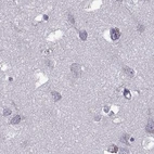 Immunohistochemical staining of human cerebral cortex using Anti-ODF3 antibody HPA039241.