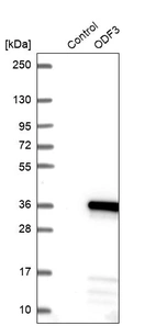 Western blot analysis in control (vector only transfected HEK293T lysate) and ODF3 over-expression lysate (Co-expressed with a C-terminal myc-DDK tag (~3.1 kDa) in mammalian HEK293T cells, LY409298).