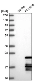 Western blot analysis in control (vector only transfected HEK293T lysate) and POLR1D over-expression lysate (Co-expressed with a C-terminal myc-DDK tag (~3.1 kDa) in mammalian HEK293T cells, LY407348).