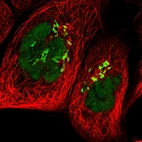 Immunofluorescent staining of human cell line A-431 shows localization to nucleoplasm & the Golgi apparatus.