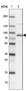 Anti-PGGHG Antibody