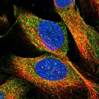 Immunofluorescent staining of human cell line U-2 OS shows localization to cytosol.