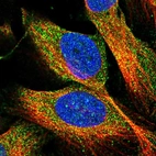 Immunofluorescent staining of human cell line U-2 OS shows localization to cytosol.