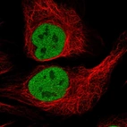 Immunofluorescent staining of human cell line U-2 OS shows localization to nucleoplasm.