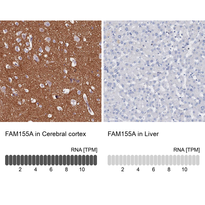 Anti-FAM155A Antibody
