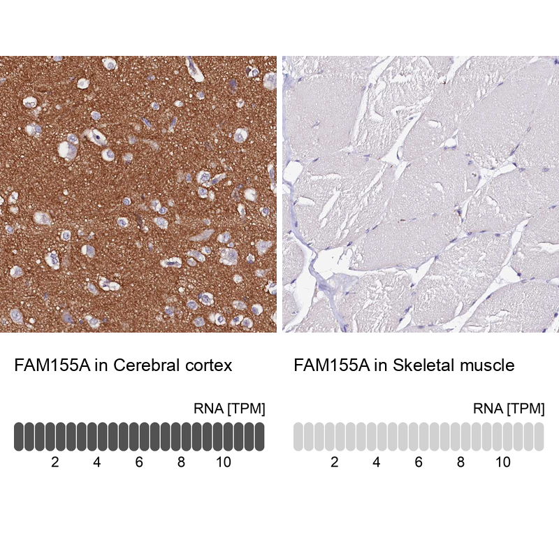 Anti-FAM155A Antibody