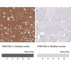 Anti-FAM155A Antibody