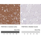 Anti-FAM155A Antibody