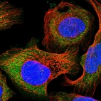 Immunofluorescent staining of human cell line U-2 OS shows localization to cytosol.