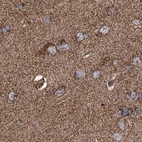 Immunohistochemical staining of human cerebral cortex using Anti-SUCLA2 antibody HPA039536.