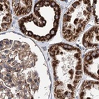 Immunohistochemical staining of human kidney using Anti-SUCLA2 antibody HPA039536.