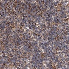 Immunohistochemical staining of human lymph node using Anti-SUCLA2 antibody HPA039536.