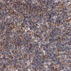 Immunohistochemical staining of human lymph node using Anti-SUCLA2 antibody HPA039536.