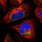 Immunofluorescent staining of human cell line U-2 OS shows localization to mitochondria.