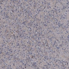 Immunohistochemical staining of human pancreas shows very weak cytoplasmic positivity in exocrine glandular cells.
