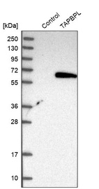 Western blot analysis in control (vector only transfected HEK293T lysate) and TAPBPL over-expression lysate (Co-expressed with a C-terminal myc-DDK tag (~3.1 kDa) in mammalian HEK293T cells, LY413343).